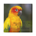 Sun Conure Parrot Magnet with text