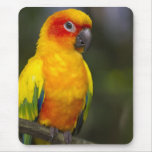 Sun Conure Parrot Mousepad
