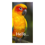 Sun Conure Parrot Photo Card photo cards
