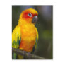 Sun Conure Parrot Postcard