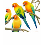 Sun Conure Parrots Ladies Baby Doll t-shirts
