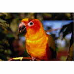 Sun conure photo sculptures