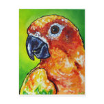 Sun Conure postcards