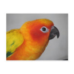 Sun Conure postcards