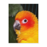 Sun Conure postcards