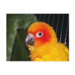 Sun Conure postcards
