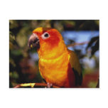 Sun conure postcards