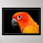 Sun Conure posters