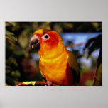Sun conure posters