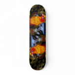 Sun conure skateboards
