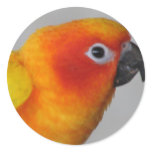 Sun Conure stickers