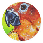 Sun Conure stickers
