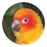 Sun Conure stickers