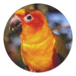 Sun conure stickers