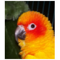 Sun Conure t-shirts
