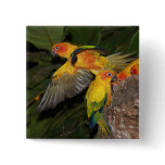 Sun Conures buttons