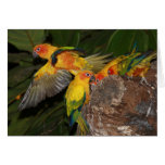 Sun Conures cards