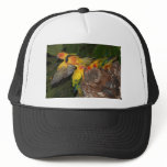 Sun Conures hats