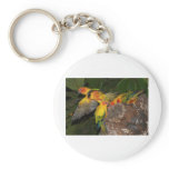 Sun Conures keychains