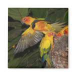 Sun Conures magnets