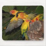 Sun Conures mousepads