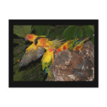 Sun Conures postcards