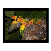 Sun Conures Postcard