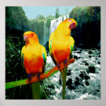 Sun Conures posters