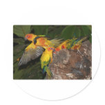 Sun Conures stickers