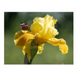 Sun Dancer Iris & Butterfly Photography Art Post Cards