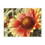Sun Drenched Gaillardia postcards