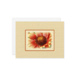 Sun Drenched Gaillardia postcards