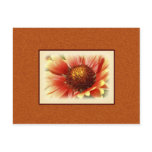 Sun Drenched Gaillardia postcards