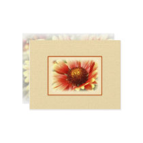 Sun Drenched Gaillardia