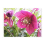 Sun Drenched Hellebore Flower postcards