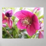Sun Drenched Hellebore Flower posters