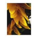 Sun Drops postcards