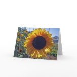 SUN flower Greeting Cards