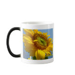 SUN FLOWERS, SUNFLOWERS MORPHING MUG MUGS Cups