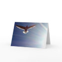 Sun Kissed Greeting Card