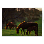 Sun Kissed Greeting Card