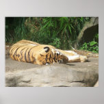 Sun Loving Tiger Posters