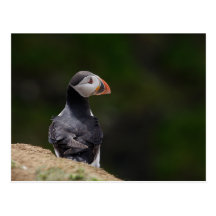Sun on it's Back Puffin Post Card