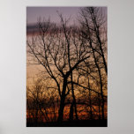 sun set with tree 1 posters