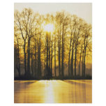 Sun Sets Over High Trees Full Color Flyer