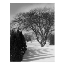 Sun Shadow Pickets Postcard