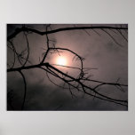 Sun Through a Tree Print
