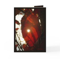 Sun Through Red Leaf