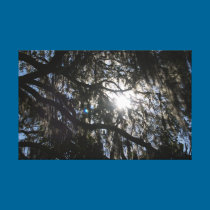 Sun through the branches Wrapped Canvas canvas prints