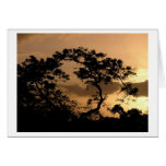 sun watcher cards